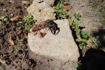Stag beetle  (Lucanus cervus) on stone, Slovakia