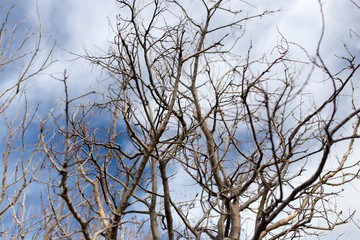 Fototapeta premium Tree with bare branches on the nature