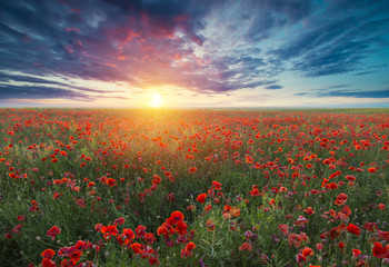Plakat Beautiful field of red poppies in the sunset light.