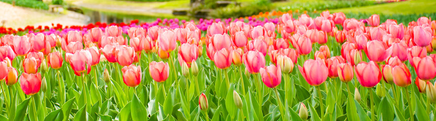 Fototapeta premium チューリップ パノラマ