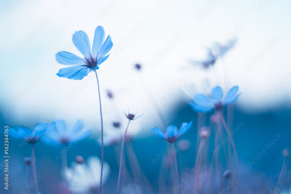 Wall mural delicate blue flowers. blue cosmos with beautiful toning. artistic image of flowers.