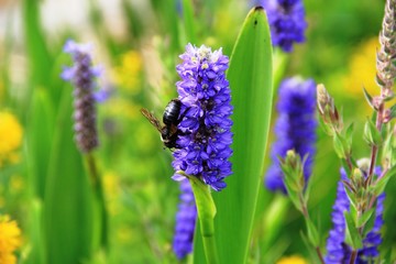 Pontédérie à feuille en Coeur