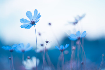 Delicate blue flowers. Blue cosmos with beautiful toning. Artistic image of flowers. - obrazy, fototapety, plakaty