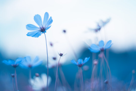 Delicate blue flowers. Blue cosmos with beautiful toning. Artistic image of flowers.
