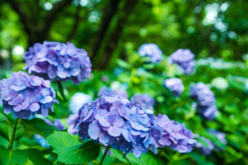 紫陽花