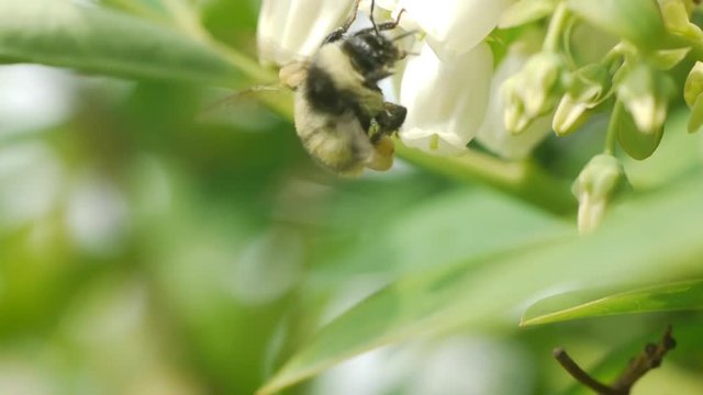 ブルーベリーの花とマルハナバチ