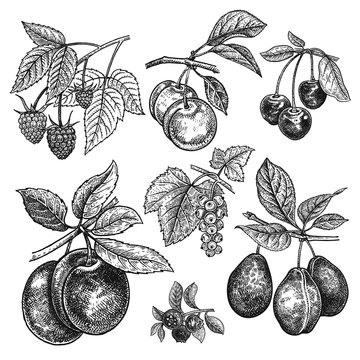 Vintage realistic vector illustration fruits and berries.