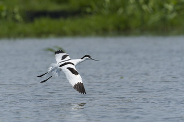 ソリハシセイタカシギ(pied avocet)