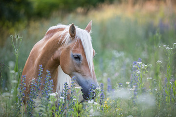 Fototapeta premium Haflinger jest na padoku