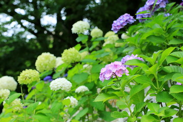 色とりどりの紫陽花
