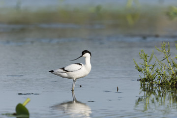ソリハシセイタカシギ(pied avocet)