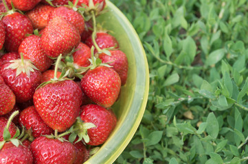 Yellow bowl full of strawberries stands on the grass