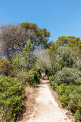 Pfas durch den Kiefernwald