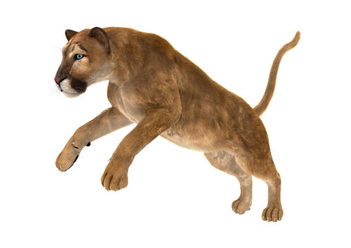 3D Rendering Big Cat Puma on White