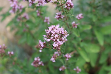 Closeup on the purple perennial herb Oregano in organic garden. Scientific name is Origanum vulgare.Edible flower.Sunny day in spring.