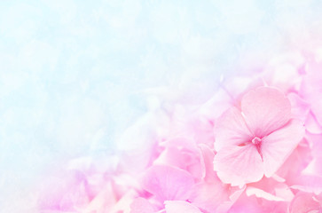 Obraz premium Summer blossoming hydrangea, flower bokeh background, pastel and soft floral card