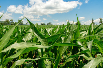 Lush Green Corn Field