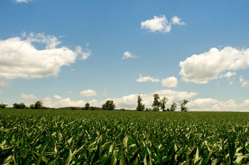 Lush Green Corn Field