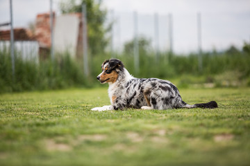 Ein Australian Shepherd beim Training