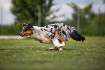 Ein Australian Shepherd beim Training