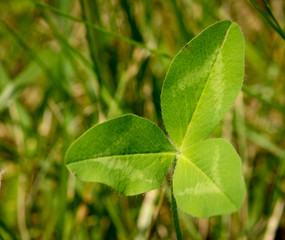 Three Leaf Clover