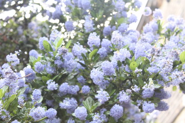 Blue flower tree in garden