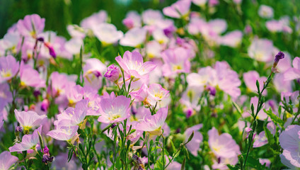 Obraz premium Rosa Blüten
