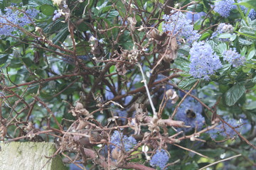Blue flower tree in garden