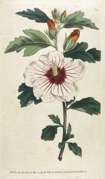 Plants - Hibiscus Syriacus. Date: 1789