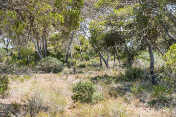 Kiefernwald auf Mallorca