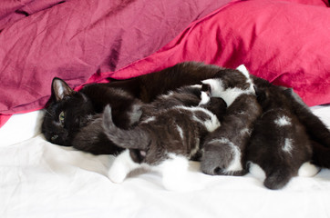 black cat mom feeding her young litter of kittens - 162367548