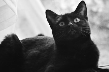 black cat
- 162367721