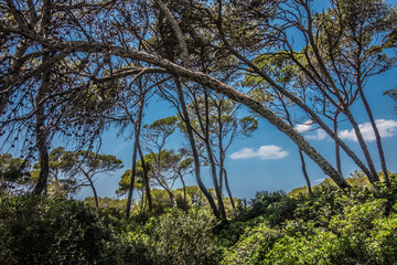 Obraz premium Kiefernwald auf Mallorca