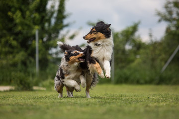 Zwei spielende Hunde