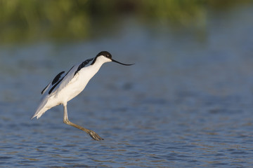 ソリハシセイタカシギ(pied avocet)