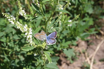 Two butterflies on a flower
