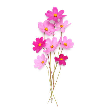 Beautiful pink cute flowers isolated on a white background, flat lay, top view