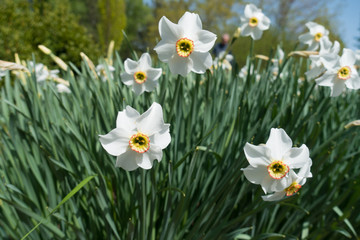 White flowers of narcissuses with lush green leaves