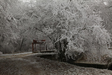 Fototapeta na wymiar frost