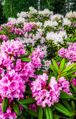Fototapeta premium Rhododendron. Bush with pink flowers.