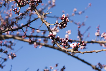 peach flowers just bloomed, spring in Rome