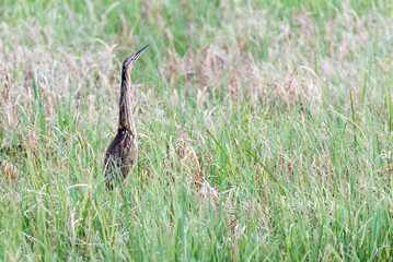 Ameriacn Bittern Stands in Grass