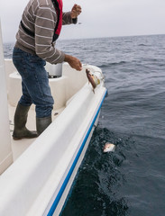 Nachhaltige Fischerei Fischer zieht Angelschnur mit Fisch aus dem Meer - Sustainable fishing...