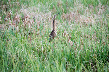 Ameriacn Bittern Stands in Grass