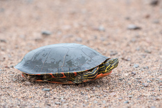 Painted Turtle Tucked into its Shell
