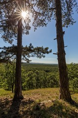 Sunlight in the green forest, spring time