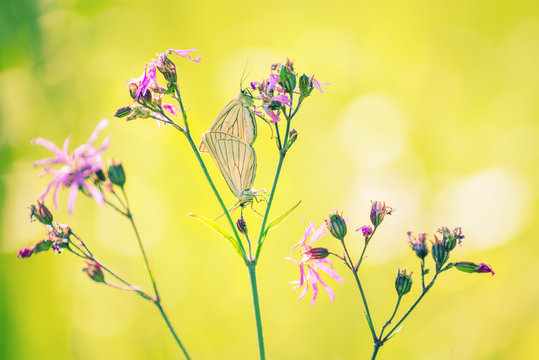 Two white butterflies on lilac flowers in a meadow. Soft focus. Joyful solar summer photo.
