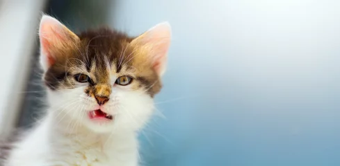 Fotobehang Kat geïrriteerde kat  gekke kitten gezicht