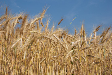 wheat field