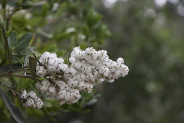 cotton flower blossom tree plant